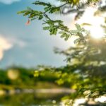 selective focus photo of leaves